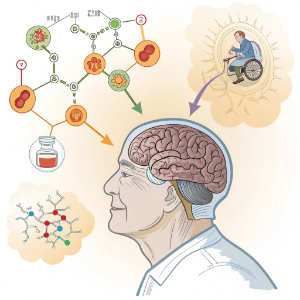 chemical molecule brain age decline