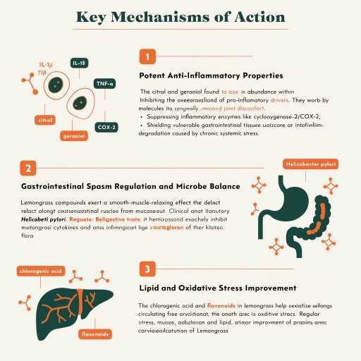 Potent Anti-Inflammatory Properties, Gastrointestinal Spasm Regulation & Microbe Balance, Lipid & Oxidative Stress Improvement