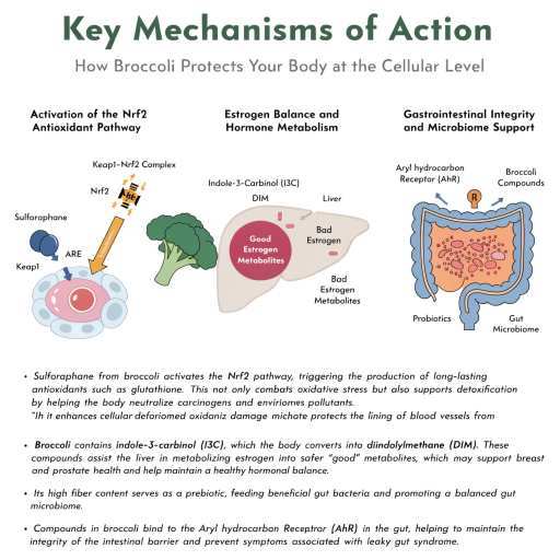 Anti-Oxidant, Estrogen Balance, Hormone Metabolism, Gastrointestinal Integrity & Microbiome Support