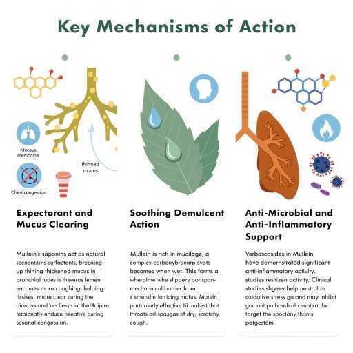 expectorant, mucus clearing, anti-inflammatory, anti microbal