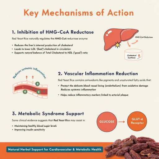  Inhibition of HHGCoA Reductase, Metabolic Syndrome Support, Vascular Inflammation Reduction