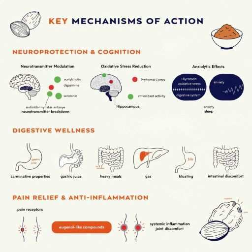 Anti-Inflammatory Action & Pain Relief, Digestive Wellness & Spasmolytic Effect, Neuroprotective & Cognitive Support