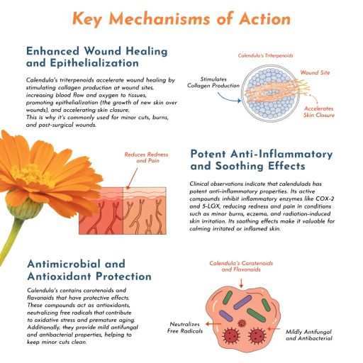 wound healing, antioxidant, antiinflammatory