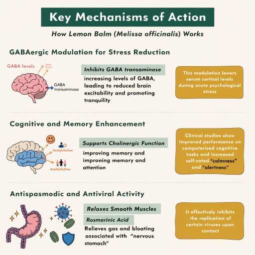 Antispasmoic, antiviral, cognitive & Memory & GABA for Stress