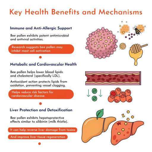 Liver Protection, Detoxification, Immune & Anti Allergic Support, Metabolic & Cardiovascular Health