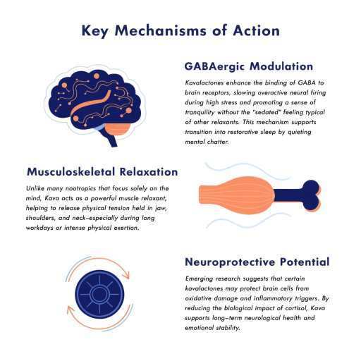 GABAergic Modulation, Neuroprotection Potential, Musculoskeletal Relaxation