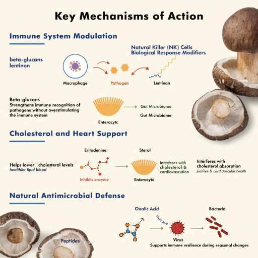 Immune System Modulation, Cholesterol & Heart Support, Natural Antimicrobial Support