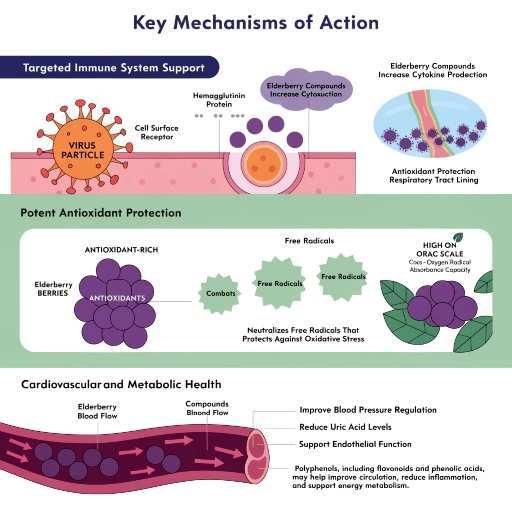 cardiovascular, immune, metabolic