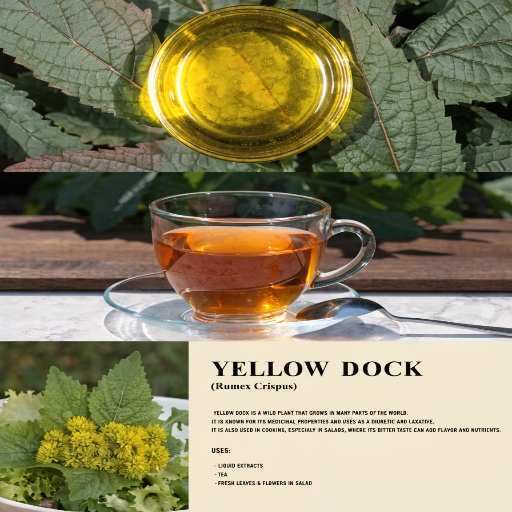 Fresh Spring Leaves, Dried Root Powder (capsules), Liquid Extracts/Tinctures and Tea 