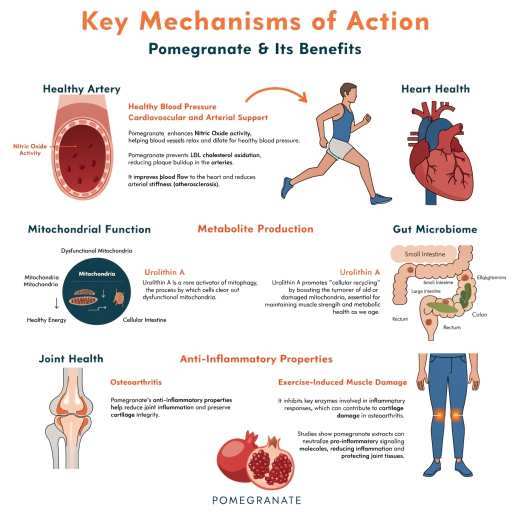 cardiovascular & arterial support, urolithin A & Cell longevity , anti-inflammatory and joint support