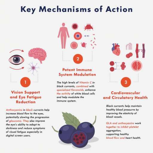 Vision Support, Eye Fatigue Reduction, Potent Immune System, Cardiovascular & Circulatory Health