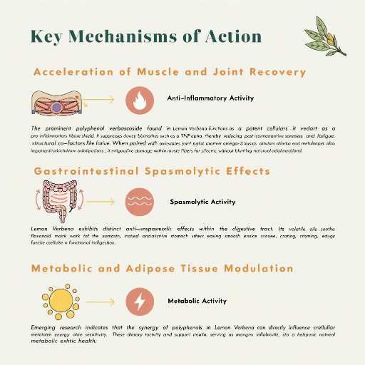Acceleration of Muscle & Joint , Metabolic & Adipose Tissue Modulation, Gastrointestinal Spasmolytic Effects, 