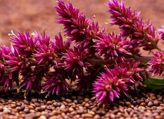 Amaranth A complete protein including grains, flour, popped amaranth.