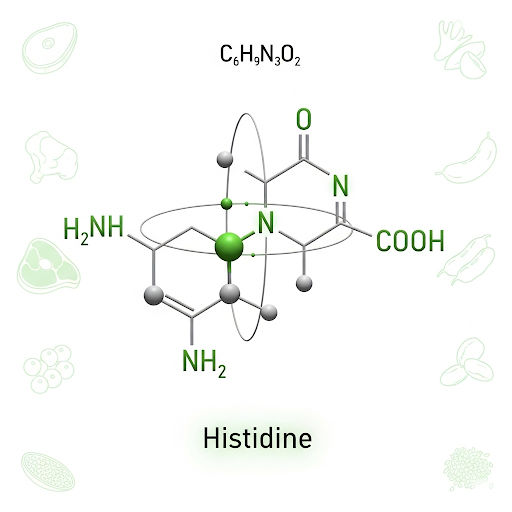 Histidine An essential amino acid with an imidazole side chain, critical for enzyme activity and histamine production.