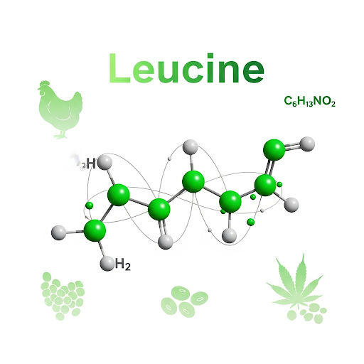 Leucine A branched-chain amino acid with an isobutyl side chain, key for muscle protein synthesis and growth.