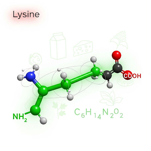 Lysine An essential amino acid with a positively charged amino-butyl side chain, essential for collagen formation and enzyme function.