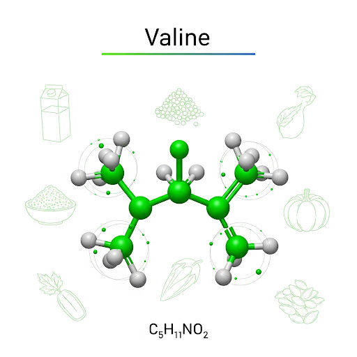 Valine A branched-chain amino acid with an isopropyl side chain, essential for muscle metabolism and tissue repair.